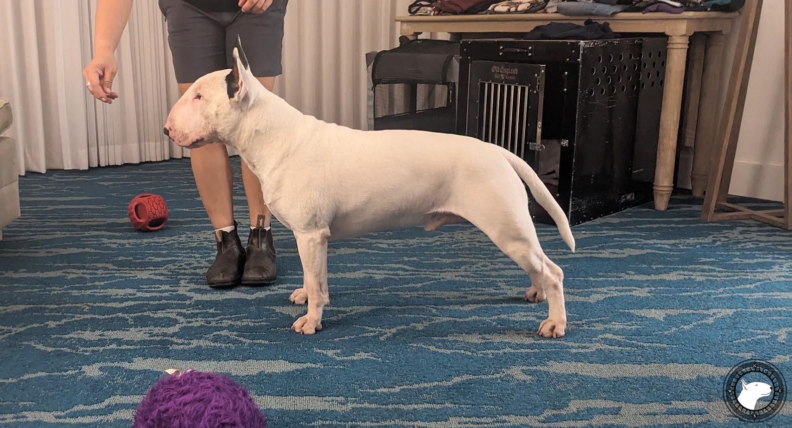 OLD ENGLAND'S SON OF A BIOTCH